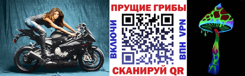 Псилоцибиновые грибы Cubensis  где купить наркоту  Курганинск 
